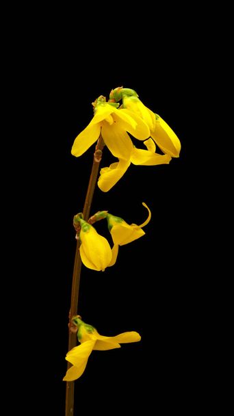 Flor amarilla de Forsythia que florece sobre fondo negro - Foto, imagen