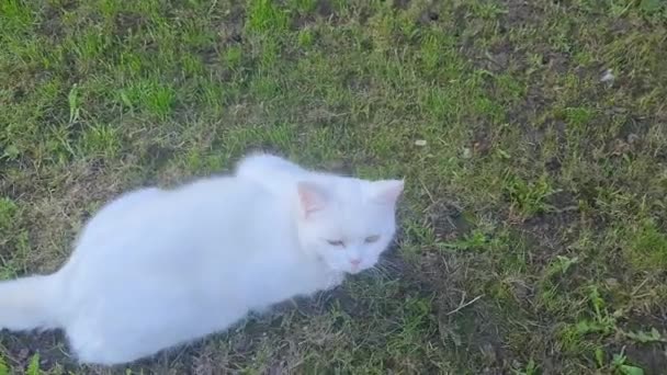 Niedliche Katze posiert im heimischen Garten in Luton, England - Filmmaterial, Video
