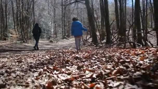 perhe kävelee metsässä aurinkoisena päivänä, kosketus luonnon hyvinvointiin terveys - Materiaali, video