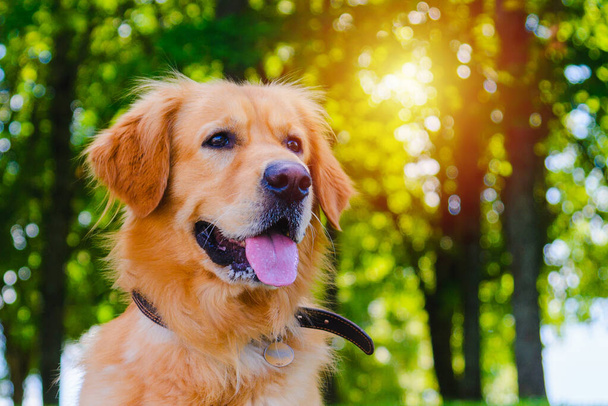 Retrato de perro labrador dorado sentado sobre la hierba sobre el fondo de un verde atardecer.. - Foto, imagen