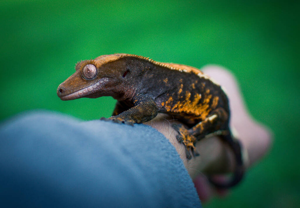 mon beau gecko crêpé s - Photo, image