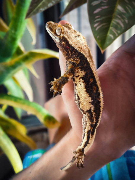 mi hermosa cresta gecko s - Foto, Imagen