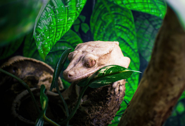 mi hermosa cresta gecko s - Foto, Imagen