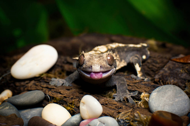 mon beau gecko crêpé s - Photo, image