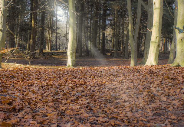 Orman ışık demeti - Fotoğraf, Görsel
