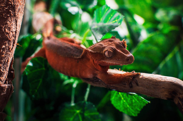 meu lindo crested gecko s - Foto, Imagem