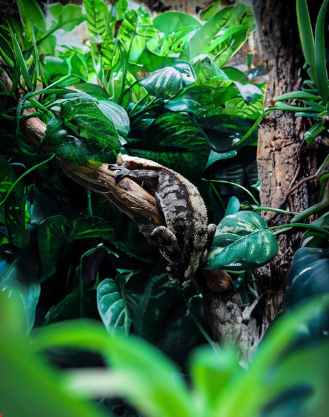 můj překrásný hřebenatý gekone - Fotografie, Obrázek