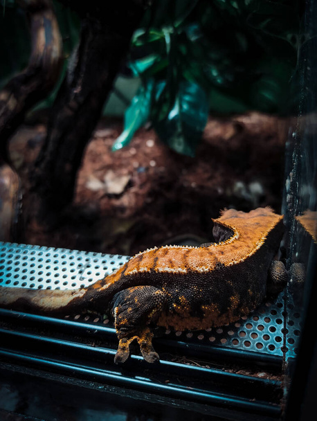 my beautifull crested gecko s - Photo, Image