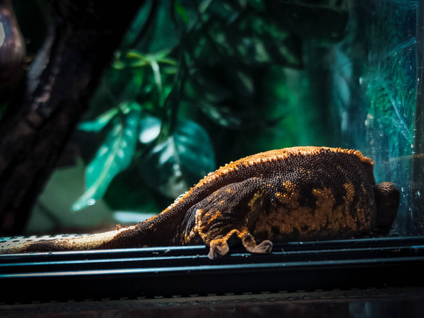 my beautifull crested gecko s - Photo, Image