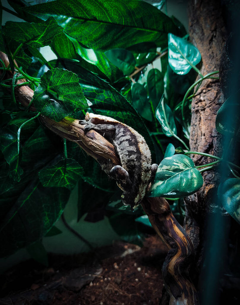 мій красивий гребені гекону - Фото, зображення