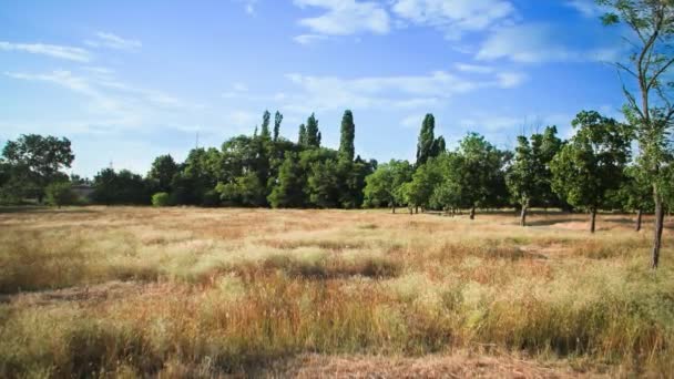 hermoso prado telón de fondo de árboles verdes y cielo azul en el caluroso día de verano - Imágenes, Vídeo
