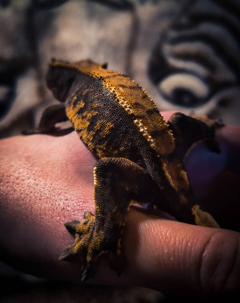 meu lindo crested gecko s - Foto, Imagem