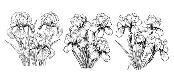 Iris boeket schets hand getekend in stripstijl.Vector Tuin bloemen - Vector, afbeelding