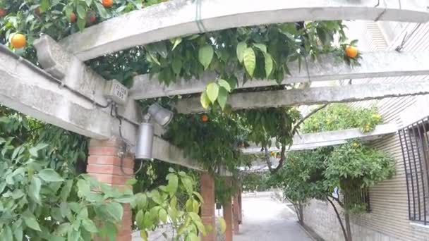 Movimento ao longo da coroa de laranjeiras maduras no parque em um dia ensolarado
 - Filmagem, Vídeo
