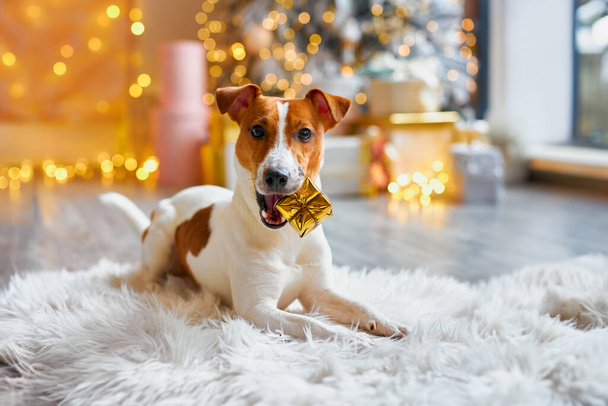 Noel hazırlığı, yeni yıl dekorasyonu, Noel hediyeli bir köpek. Şirin ve komik Jack Russell Terrier tatilini evde bekliyor.. - Fotoğraf, Görsel