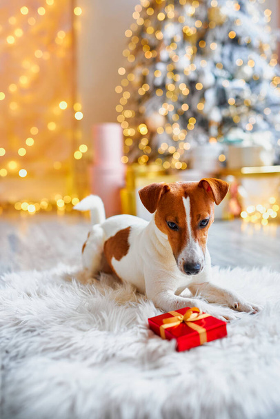 Wesołych Świąt i szczęśliwego Nowego Roku. Pies Jack Russell Terrier patrzący na pudełko z prezentami. Słodki i zabawny Jack Russell Terrier czeka na wakacje w domu. - Zdjęcie, obraz
