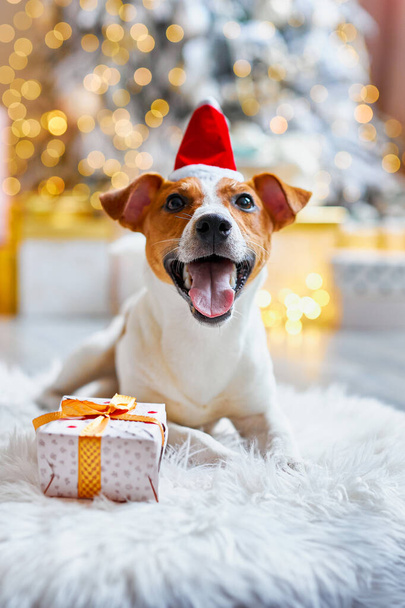 Hyvää joulua ja onnellista uutta vuotta. Jack Russell Terrier koira istuu lahjojen joukossa. Söpö ja hauska Jack Russell Terrier Santa hattu odottaa loma kotona. - Valokuva, kuva