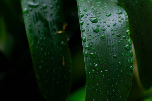 Νωπά πράσινα φύλλα κλίβια καλυμμένα με σταγόνες βροχής - Φωτογραφία, εικόνα