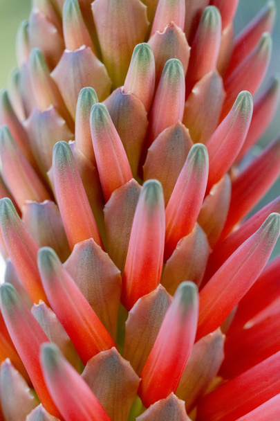 beautiful aloe vera flower bud. - Photo, Image