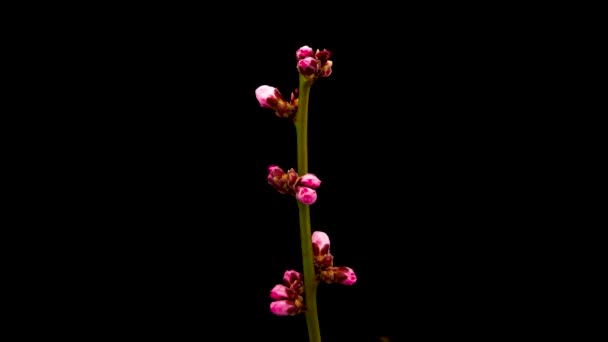 Tempo-lapso de abertura amarelo Forsythia flor. Flor Forsythia florescendo em fundo preto - Filmagem, Vídeo