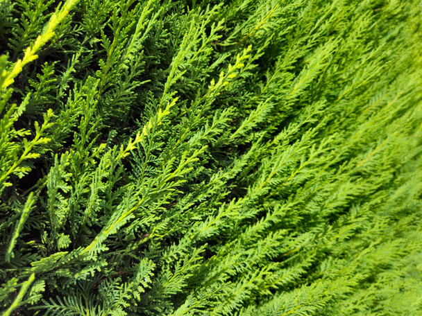 Zielona leinii iglasta żywopłot wiecznie zielonych leiland cypress tło z pachnącymi liści - Zdjęcie, obraz