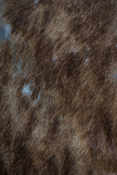 textura de la piel de vaca, plantilla para fondo
 - Foto, Imagen