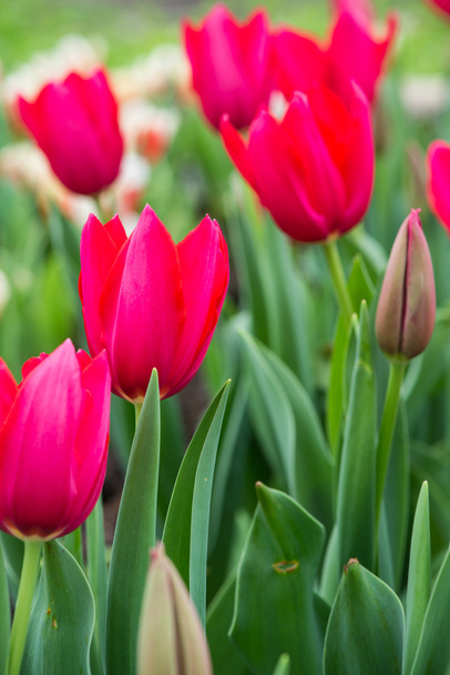 Belles tulipes fleurissant dans le jardin de printemps
 - Photo, image
