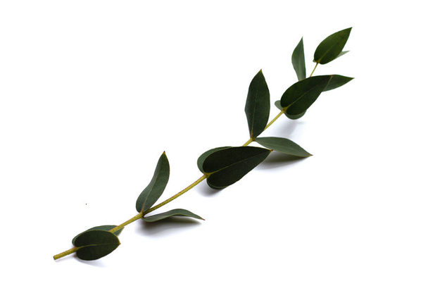 Πράσινα φύλλα ευκαλύπτου σε λευκό - Φωτογραφία, εικόνα