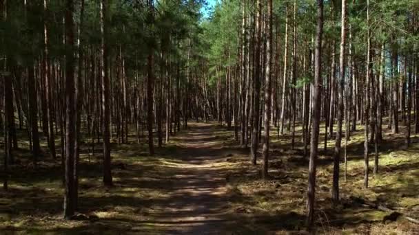 森の中では、道路のパスに沿ってドローンフライ。背の高い木や緑の葉を持つ古い鬱蒼とした森を通って移動4kの空中。鬱蒼とした森の道を歩く｜日光 - 映像、動画