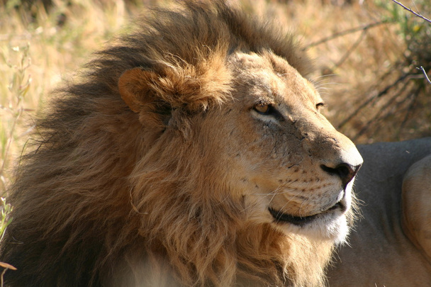 El rey león
 - Foto, Imagen