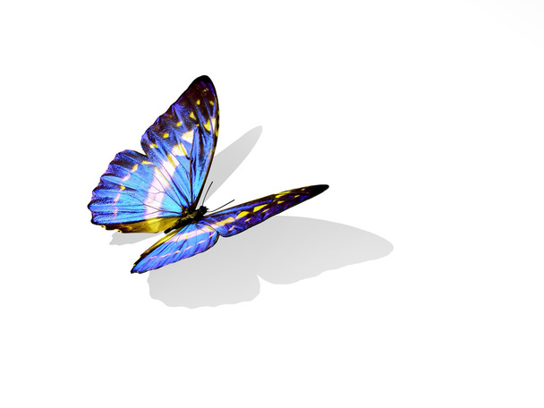 Butterfly - Fotó, kép