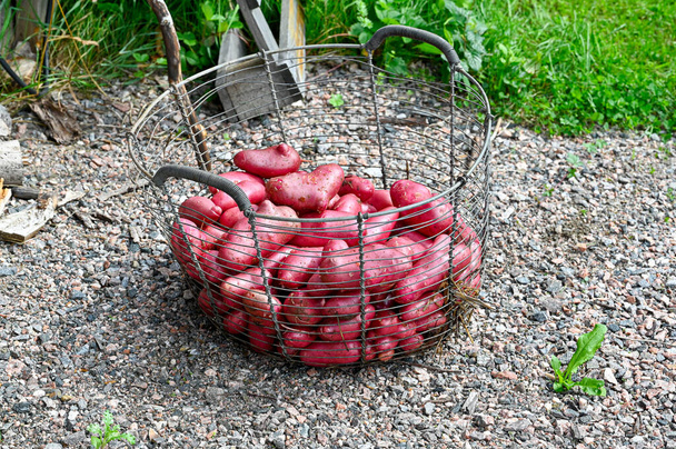 Pommes de terre Cherie nettoyées prêtes à cuire Kumla Suède 27 août 2023 - Photo, image