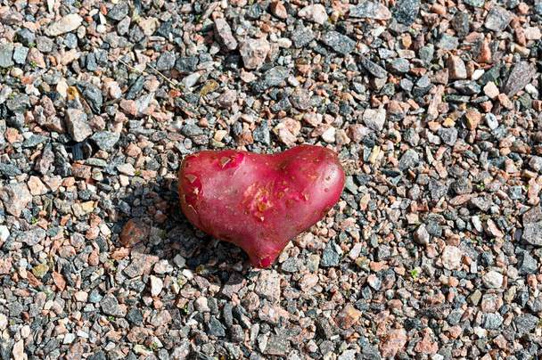 Pomme de terre Cherie sous la forme d'un hart rouge Kumla Suède 27 août 2023 - Photo, image