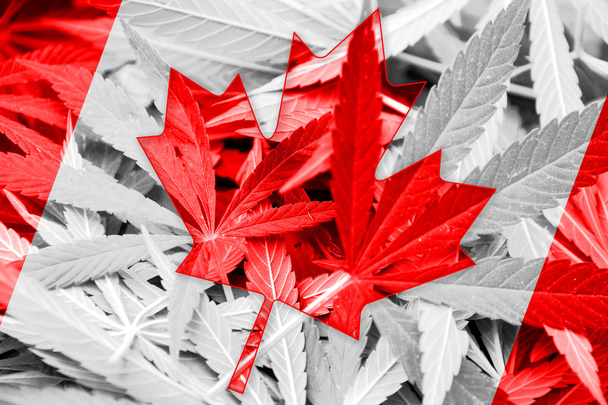 Canada Flag on cannabis background. Drug policy. Legalization of marijuana - 写真・画像
