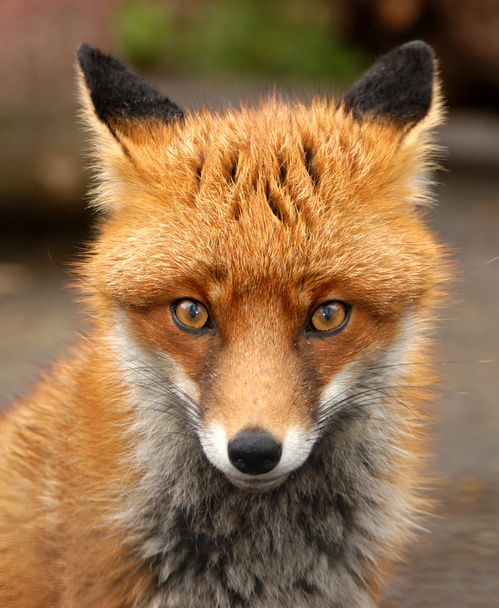 Red Fox, Verenigd Koninkrijk - Foto, afbeelding
