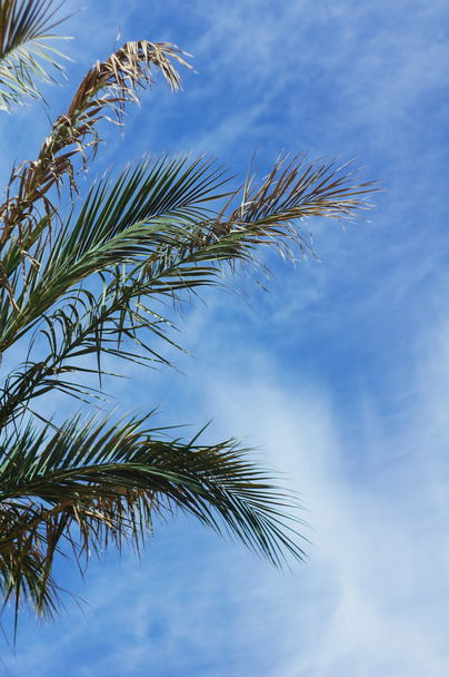 Palm tree - Photo, Image