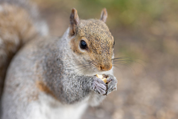 Close up de um esquilo com um fundo difuso. - Foto, Imagem