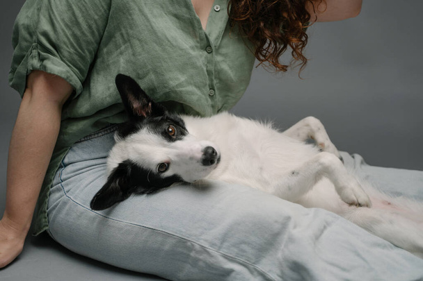 Relaxed dog face on woman's lap in blue jeans. Gray background. Relaxed chilling dog portrait looking at the camera resting - 写真・画像