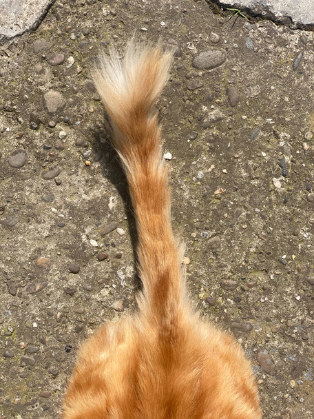 A imagem captura uma visão de close-up da cauda de um gato vermelho vibrante, mostrando as características únicas e texturas deste apêndice felino. - Foto, Imagem