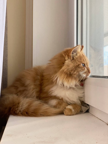Punainen kissa katselee katua - Valokuva, kuva