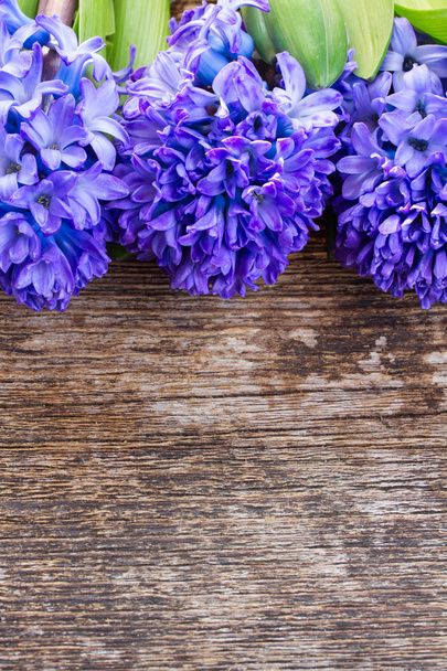 blue hyacinth - Фото, изображение