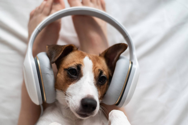 Cute dog jack russell terrier lies on its back on the legs of its owner and listens to music on headphones - Photo, Image