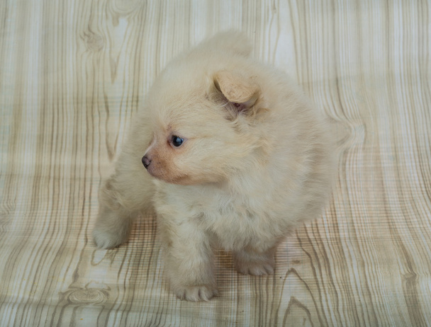špic Pomeranian - Fotografie, Obrázek