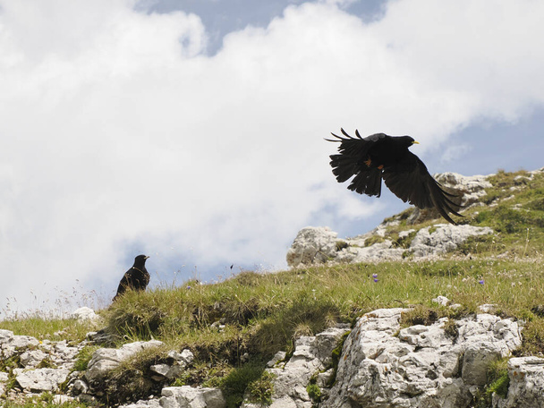 The Alpine Chough, also known as the Yellow-billed Chough, a distinctive and charismatic bird species found in the Dolomites mountains, a breathtaking mountain range in northern Italy. - Photo, Image