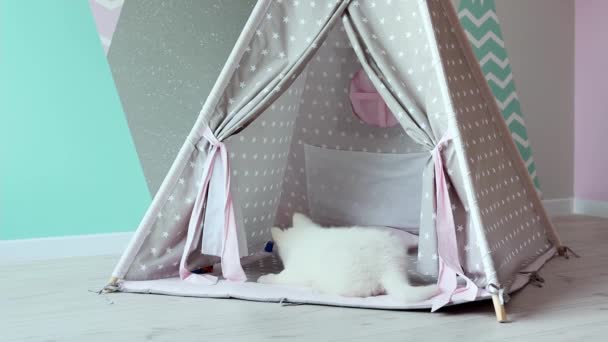 A White Swiss Shepherd puppy is playing mischievously in the children's room. A cute white puppy is playing in a children's wigwam in slow motion. Pets concept. - Footage, Video