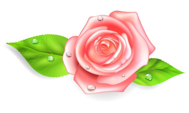 Розовая роза с каплями
 - Вектор,изображение