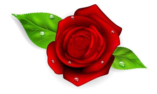 rode roos met druppels - Vector, afbeelding