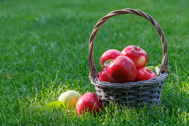 Cesto con mele rosse fresche sul prato verde con spazio copia - Foto, immagini