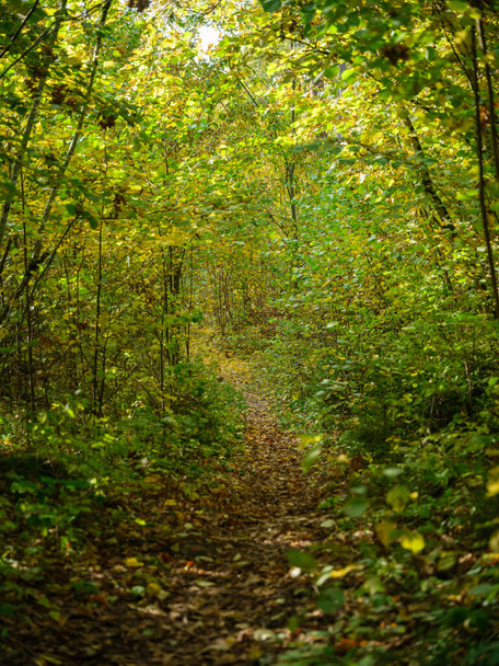 randonnée d'automne doré sentier nature ensoleillé journée d'automne à la campagne - Photo, image