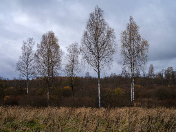 náladová nahá podzimní pole na venkově s ponurými barvami a mlhou - Fotografie, Obrázek